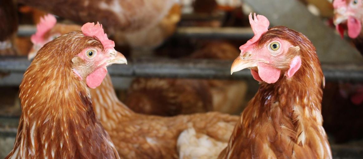 فروش مرغ تخمگذار گلپایگانی در همدان - سپید طیور